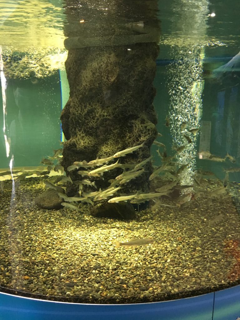 さいたま水族館の鮎の群れ