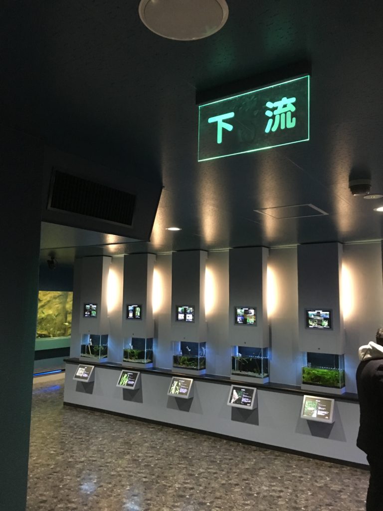 さいたま水族館下流コーナー