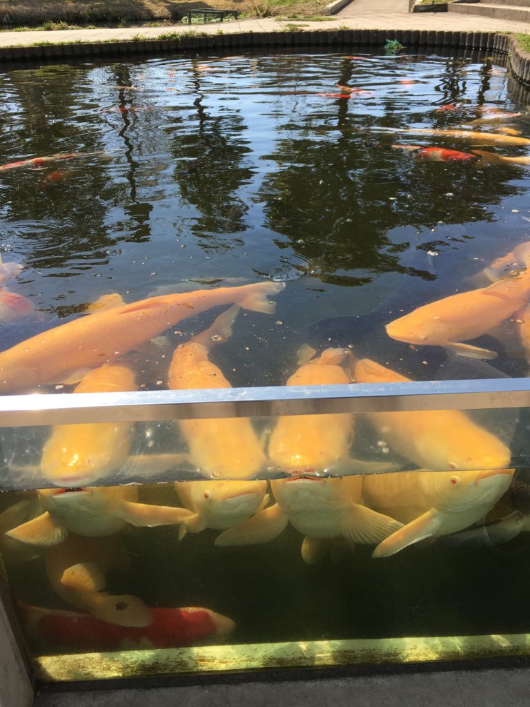 さいたま水族館の鯉の群れ