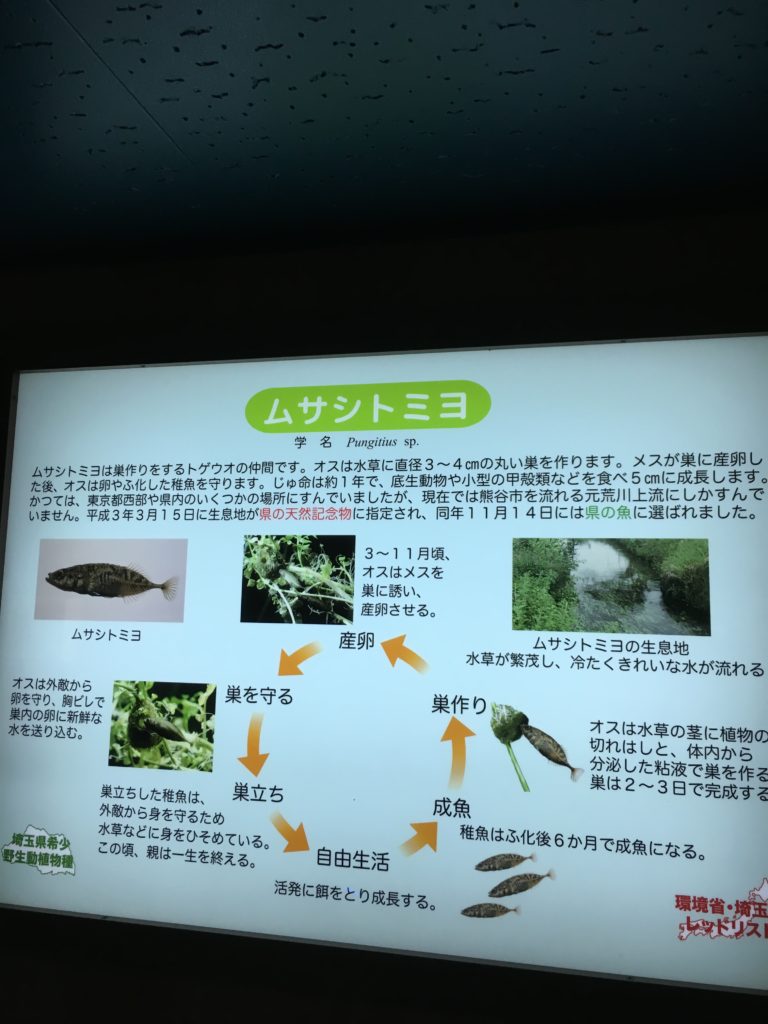 ムサシトミヨの一生の図