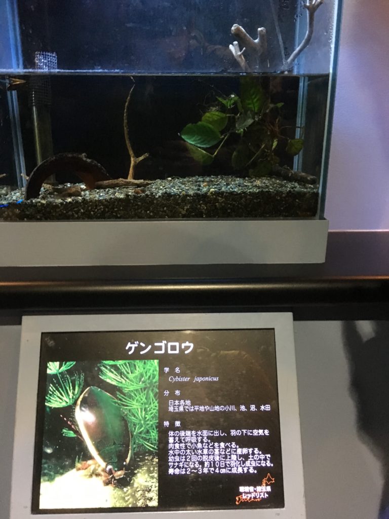 下流のゲンゴロウ