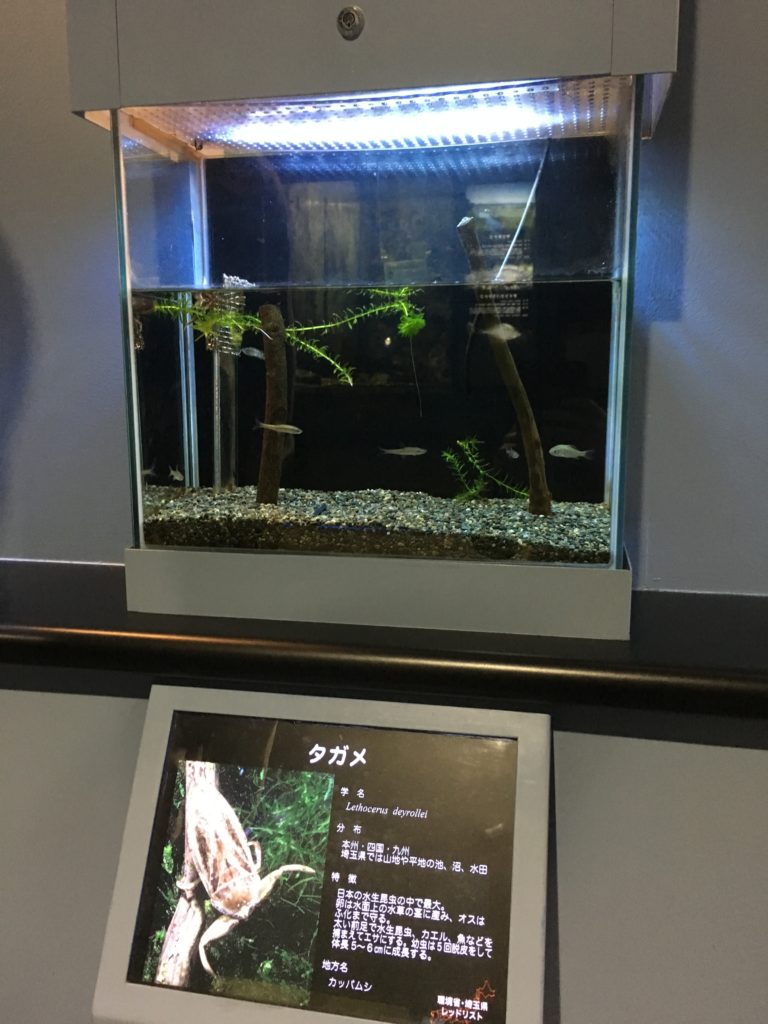下流コーナーのタガメ