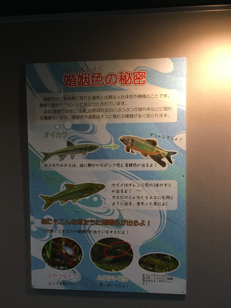 オイカワの婚姻色の秘密(ポスター)