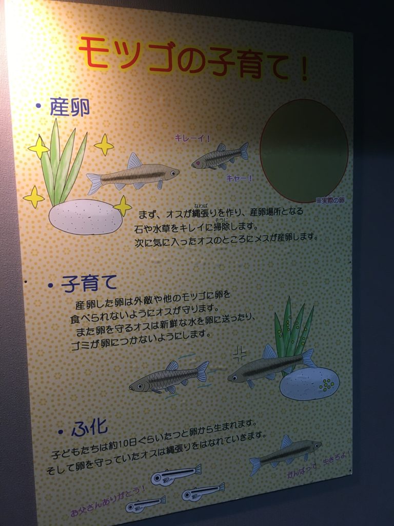 モツゴの育て方(ポスター)