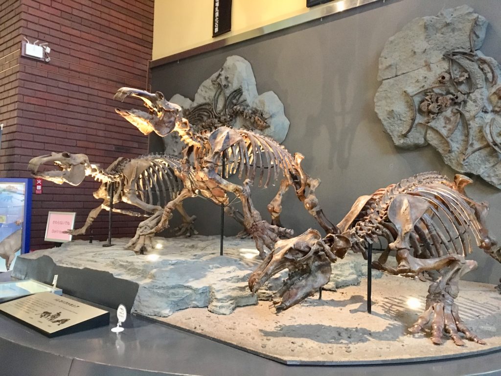 パレドパラドキシアの化石