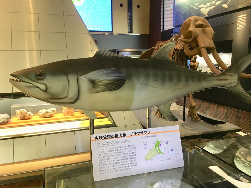 古秩父湾の巨大魚チチブサワラの模型