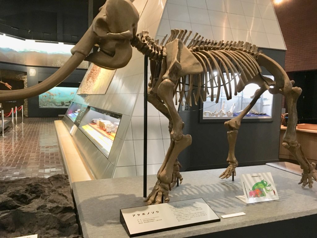 アケボノゾウの模型